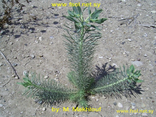 Euphorbia aleppica L.